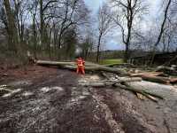 2022_02_17-Baum-auf-Strasse-Hanstedt-1